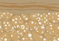 a760bf9b77aa39e50cd9debcc3005d2e