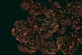 Fototapeta Magiczne piwonie
