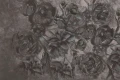 Fototapeta Magiczne piwonie