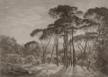 Fototapeta krajobraz polana i drzewa