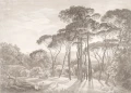 Fototapeta krajobraz polana i drzewa