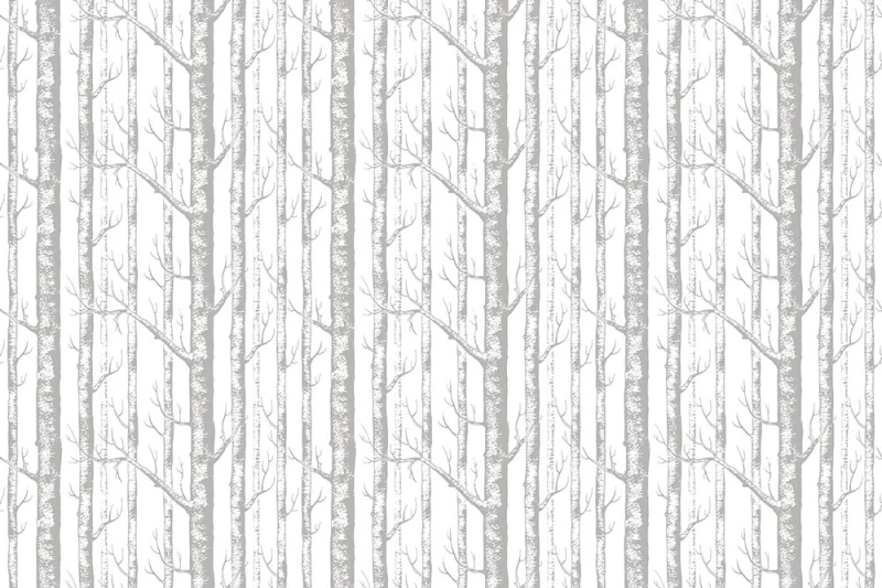 Fototapeta brzozowe drzewa