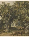 Fototapeta In Richmond Park 142699