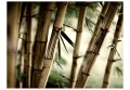 Fototapeta - Fog and bamboo forest