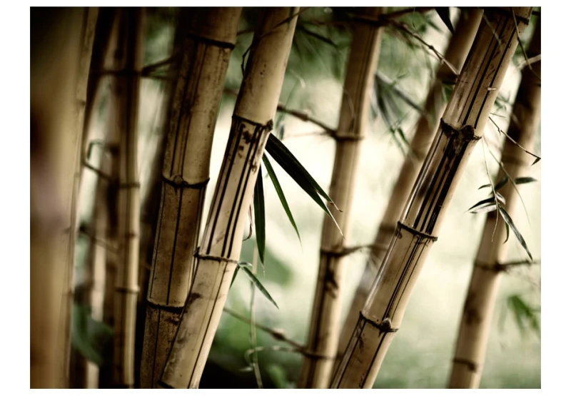 Fototapeta - Fog and bamboo forest
