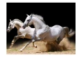 Fototapeta - Galop na piasku