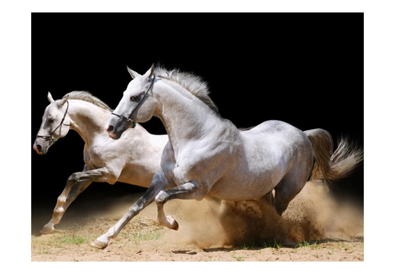 Fototapeta - Galop na piasku