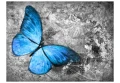 Fototapeta - Blue butterfly