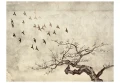 Fototapeta - Flock of birds