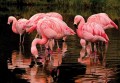 Fototapeta Flamingi 3616