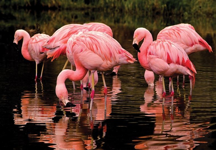 Fototapeta Flamingi 3616