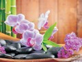 Fototapeta ORCHIDEA 115