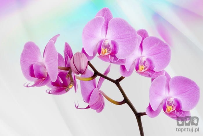 Fototapeta ORCHIDEA 116