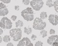 Fototapeta Foglia Dust