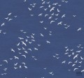 Navy, Grey & White BL70412 tapeta ścienna Wallquest