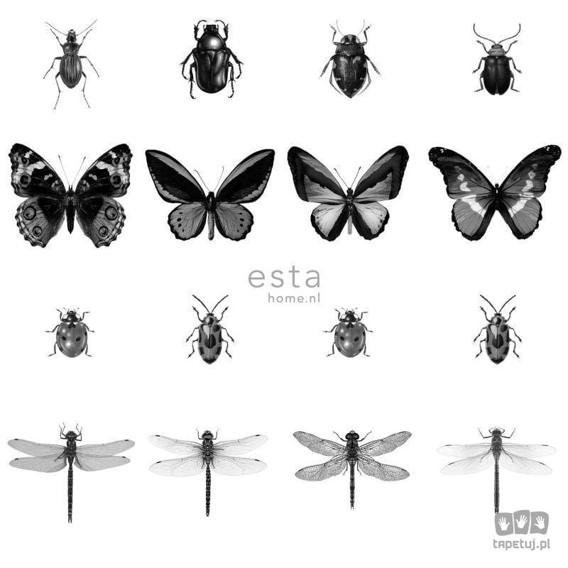 Czarno-biała tapeta na flizelinie w owady motyle muchy