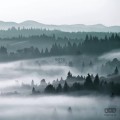 Fototapeta z motywem lasu i mgły