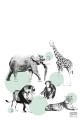 Fototapeta zwierzaki safari