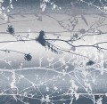 Tapeta na flizelinie w pasy i polne kwiaty niebieski błyszcząca