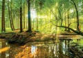Fototapeta Las w słońcu 10513