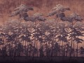 Fototapeta Secret Forest Rust