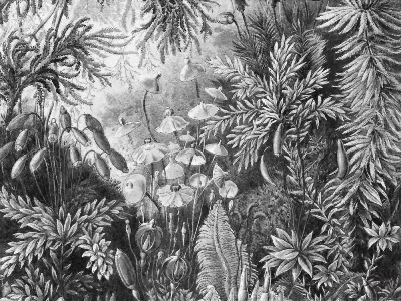 Fototapeta Fairytale B&W