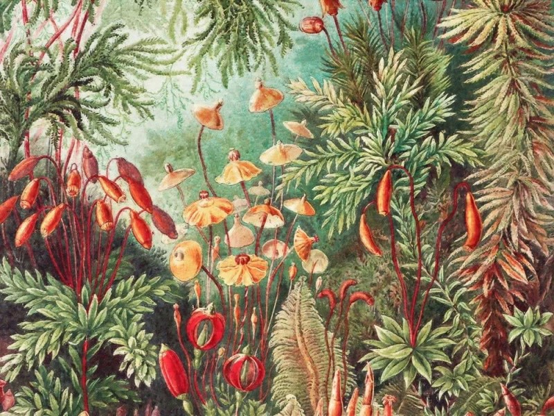 Fototapeta Fairytale Vivid