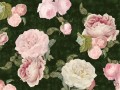 Fototapeta Roses Dark Green