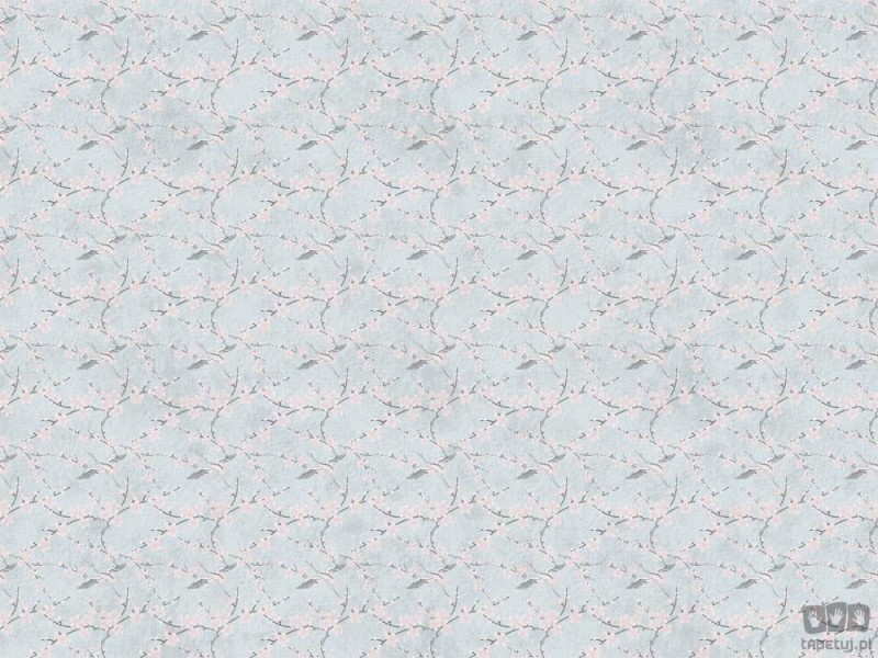 Fototapeta Sakura blue