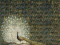 Fototapeta Peacock