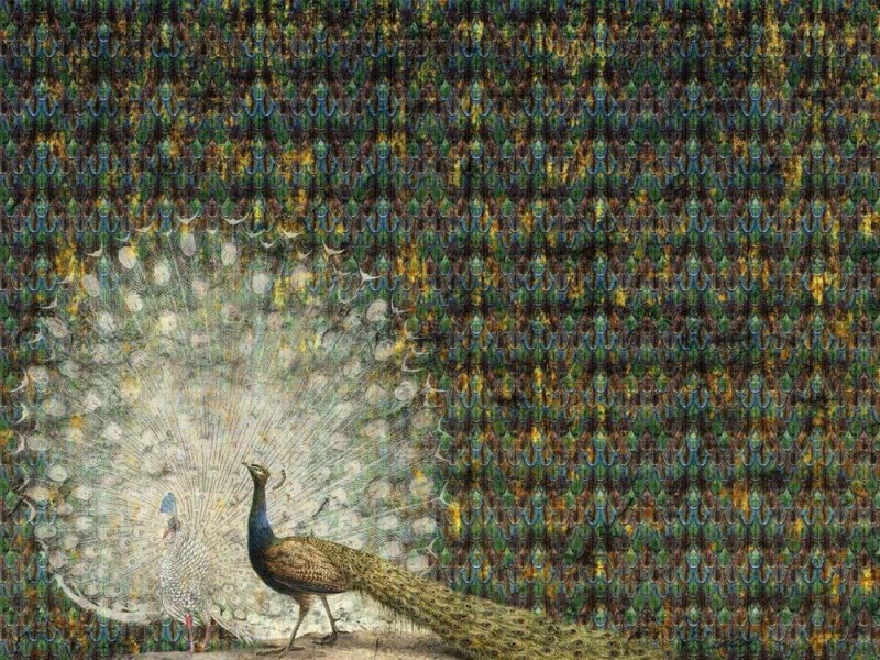 Fototapeta Peacock