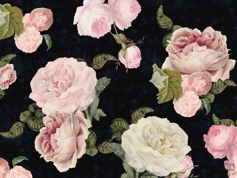 Fototapeta Roses dark blue