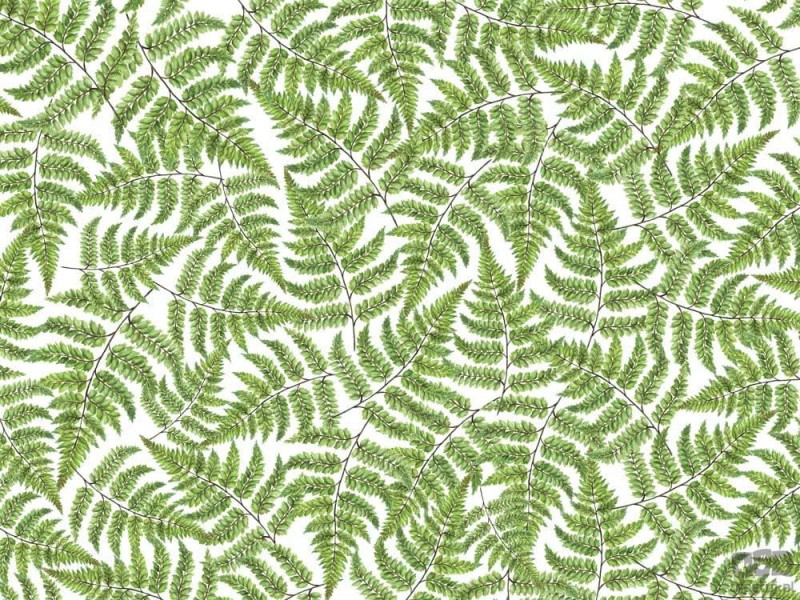 Fototapeta Jurrasic