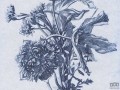 Fototapeta Blue Flower