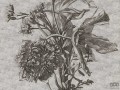 Fototapeta Grey Flower