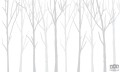 Fototapeta Bare Trees białe tło i jedno szare
