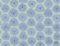 L'ATELIER de PARIS AH41302 tapeta ścienna Wallquest