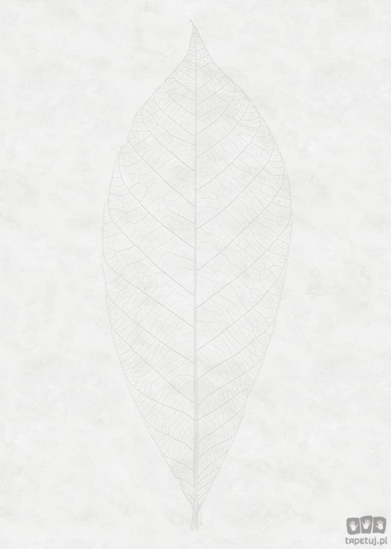 Fototapeta Decent Leaf R2-012