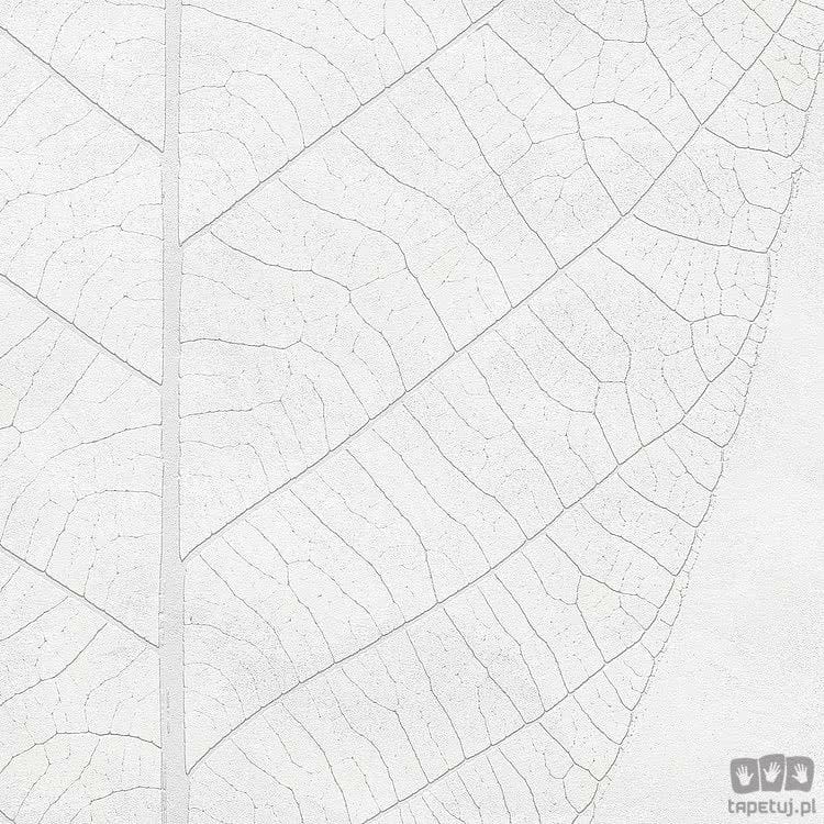 Fototapeta Decent Leaf R2-012
