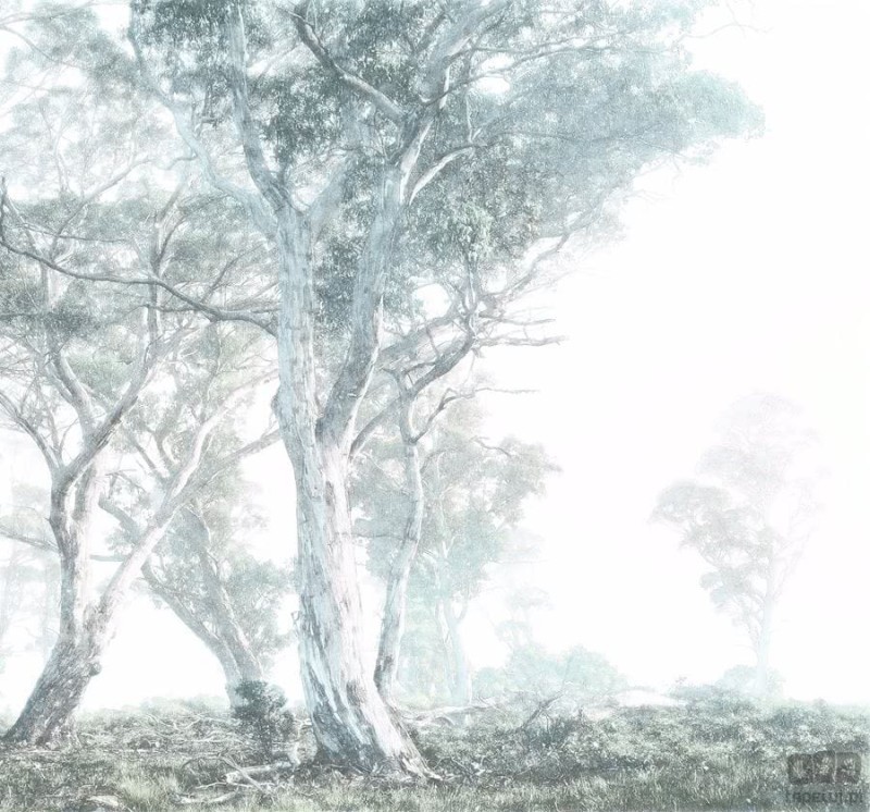 Fototapeta Magic Trees R3-023