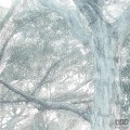 Fototapeta Magic Trees R3-023