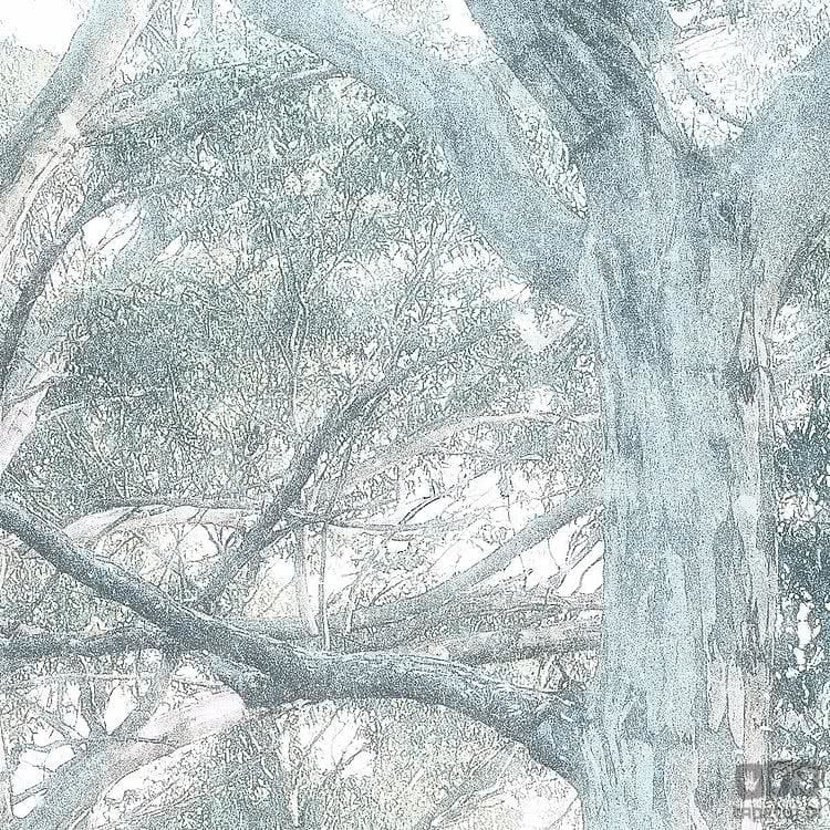 Fototapeta Magic Trees R3-023