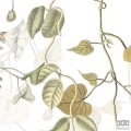 Fototapeta Hedera R3-025