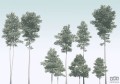 Fototapeta Pines R4-040