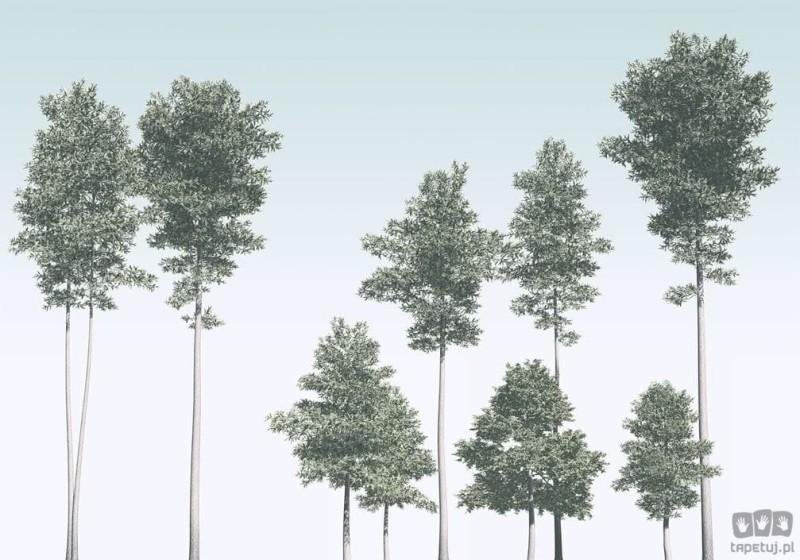 Fototapeta Pines R4-040