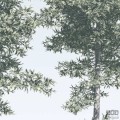 Fototapeta Pines R4-040