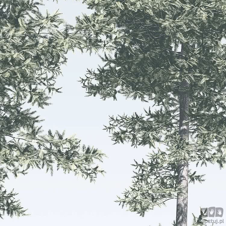 Fototapeta Pines R4-040