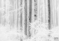 Fototapeta Winter Wood R4-043