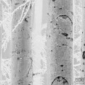Fototapeta Winter Wood R4-043