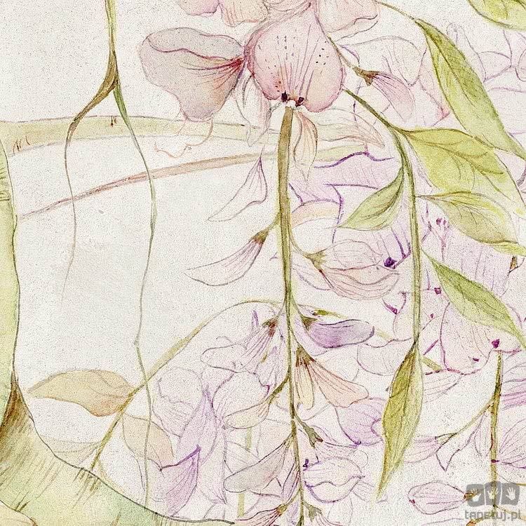 Fototapeta Wisteria R4-050